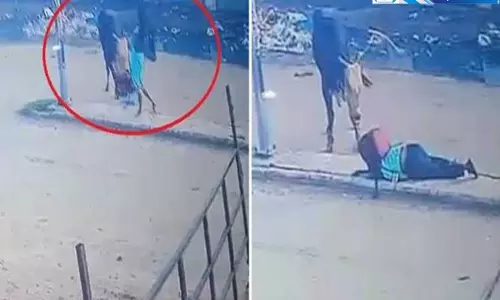स्कूल जाते समय छात्रा पर सांड का हमला सीसीटीवी में कैद हुआ खौफनाक मंजर