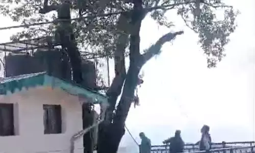 Nainital: बांज की शाखाएं काटने से विवाद गहराया, वन विभाग ने बताया अनुमति से हुआ काम Nainital: बांज की शाखाएं काटने से विवाद गहराया, वन विभाग ने बताया अनुमति से हुआ काम