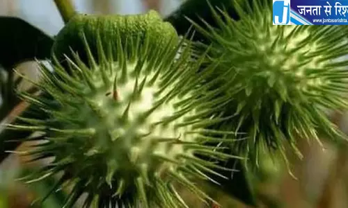 धतूरे की बिक्री पर कर्नाटक FDA सख्त, 3 प्लेटफॉर्म के लाइसेंस सस्पेंड