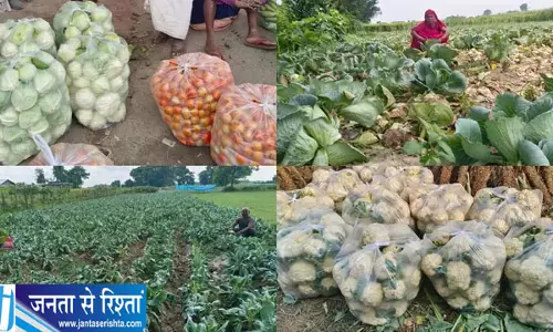 आधुनिक सब्जी खेती से बदली लक्ष्मीपुर लालचंद की तस्वीर, खेतों में ही लगती है मंडी आधुनिक सब्जी खेती से बदली लक्ष्मीपुर लालचंद की तस्वीर, खेतों में ही लगती है मंडी