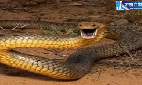 सांप के काटने से ओडिशा में तीन परिवारों पर टूटा दुखों का पहाड़
