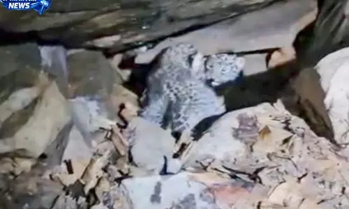 वन विभाग और ग्रामीणों की सजगता से दो तेंदुआ शावकों को मिला मां का साथ