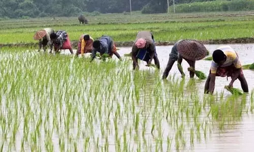प्रदेश में लक्ष्य का 97 प्रतिशत बोनी पूर्ण प्रदेश में लक्ष्य का 97 प्रतिशत बोनी पूर्ण