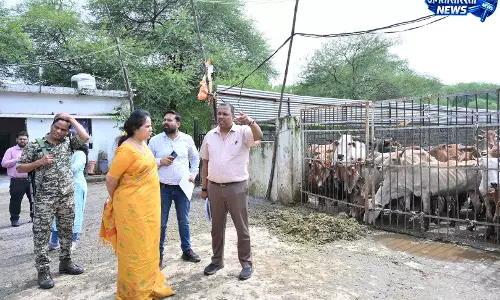 फुंडहर गौठान में क्षमता से दोगुने से अधिक गौवंश मिलने पर भड़कीं महापौर मीनल चौबे