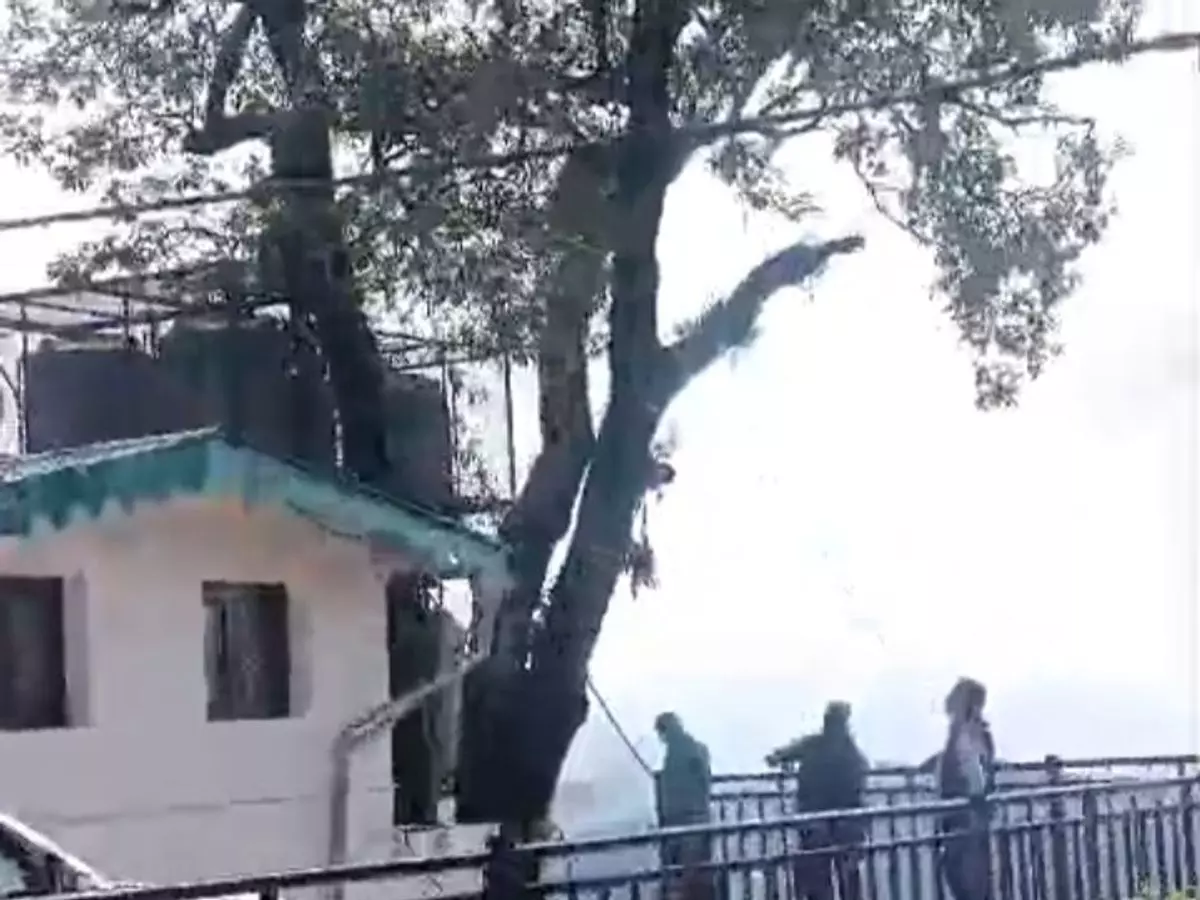 Nainital: बांज की शाखाएं काटने से विवाद गहराया, वन विभाग ने बताया अनुमति से हुआ काम Nainital: बांज की शाखाएं काटने से विवाद गहराया, वन विभाग ने बताया अनुमति से हुआ काम