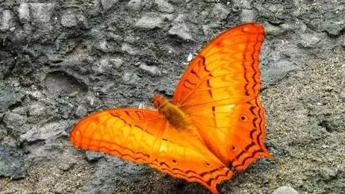 देहिंग पटकाई में तितलियों की 165 प्रजातियां मिलीं: सीएम सरमा देहिंग पटकाई में तितलियों की 165 प्रजातियां मिलीं: सीएम सरमा