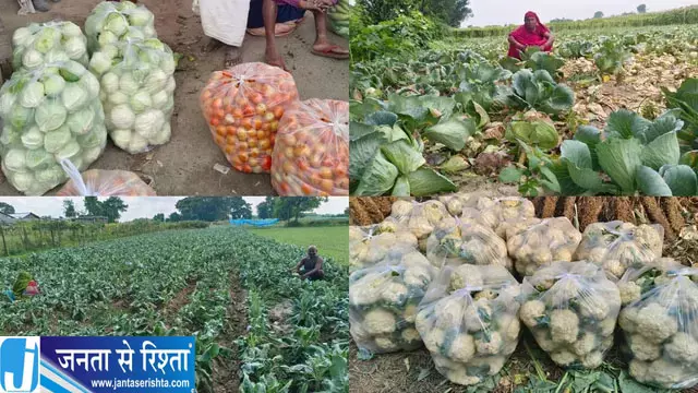 आधुनिक सब्जी खेती से बदली लक्ष्मीपुर लालचंद की तस्वीर, खेतों में ही लगती है मंडी आधुनिक सब्जी खेती से बदली लक्ष्मीपुर लालचंद की तस्वीर, खेतों में ही लगती है मंडी