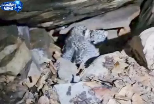वन विभाग और ग्रामीणों की सजगता से दो तेंदुआ शावकों को मिला मां का साथ वन विभाग और ग्रामीणों की सजगता से दो तेंदुआ शावकों को मिला मां का साथ