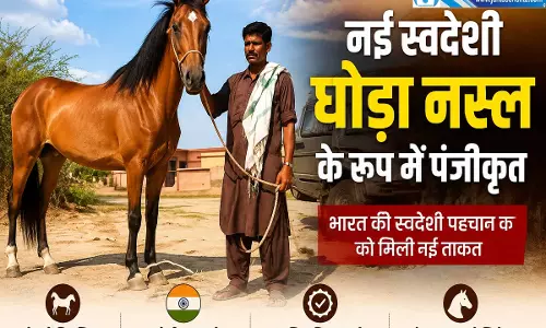 कश्मीर के छोटे घोड़े की बड़ी उपलब्धि राष्ट्रीय स्तर पर मिली पहचान
