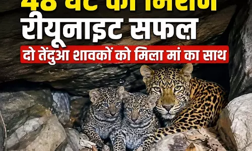 48 घंटे का मिशन रीयूनाइट सफल, दो तेंदुआ शावकों को मिला मां का साथ