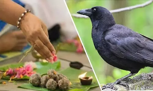 कौवे को खाना खिलाने की परंपरा का रहस्य श्राद्ध में क्यों है इसका महत्व कौवे को खाना खिलाने की परंपरा का रहस्य श्राद्ध में क्यों है इसका महत्व