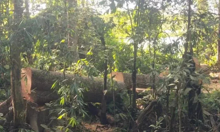 असम के ऐथन-बोगीबील में अवैध कटाई, गहराया पर्यावरणीय संकट