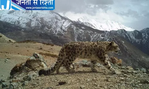 बर्फीले तेंदुओं का नया सुरक्षित आश्रय Kishtwar बर्फीले तेंदुओं का नया सुरक्षित आश्रय Kishtwar