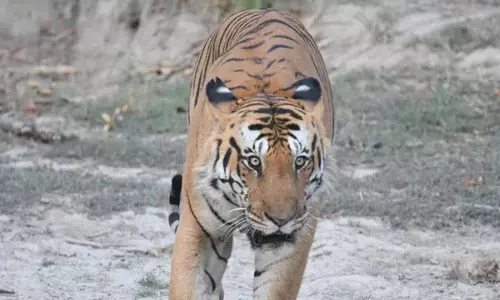 गंभीर हालत में मिले भोला बाघ ने तोड़ा दम डॉक्टरों की कोशिशें रहीं नाकाम गंभीर हालत में मिले भोला बाघ ने तोड़ा दम डॉक्टरों की कोशिशें रहीं नाकाम