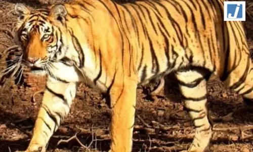 कर्नाटक : चामराजनगर में रिहायशी इलाकों के पास दिखी बाघिन, वन विभाग ने पकड़ा
