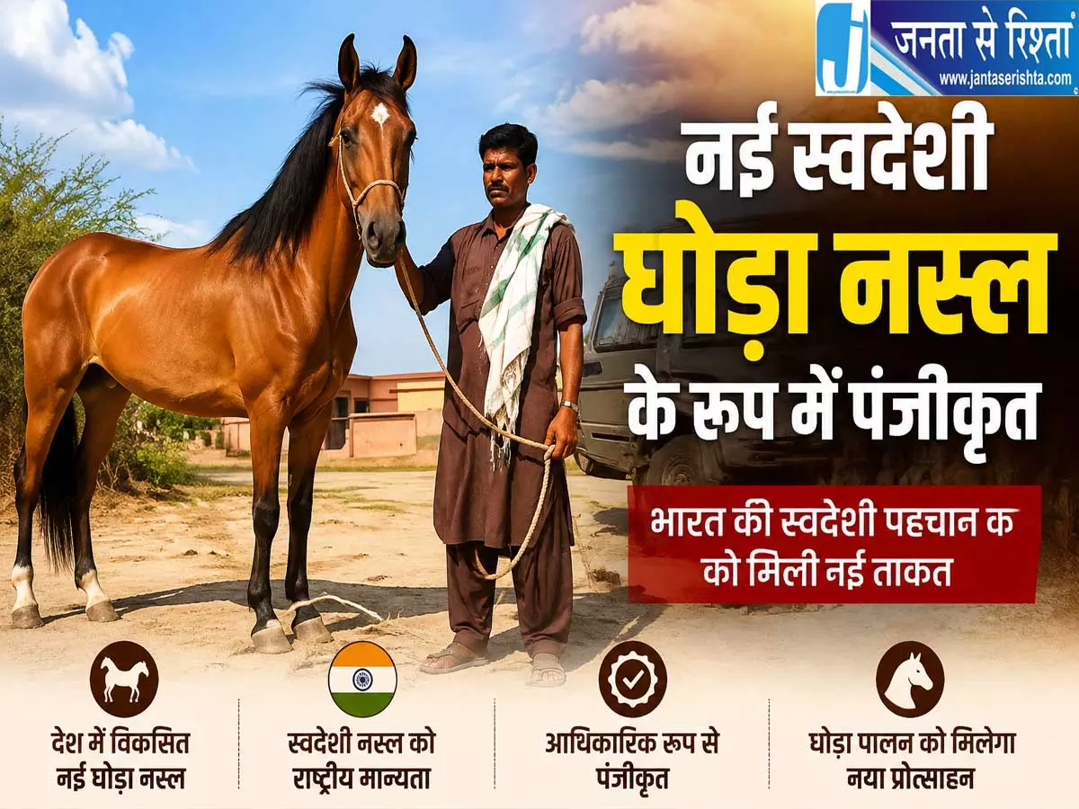 कश्मीर के छोटे घोड़े की बड़ी उपलब्धि राष्ट्रीय स्तर पर मिली पहचान कश्मीर के छोटे घोड़े की बड़ी उपलब्धि राष्ट्रीय स्तर पर मिली पहचान