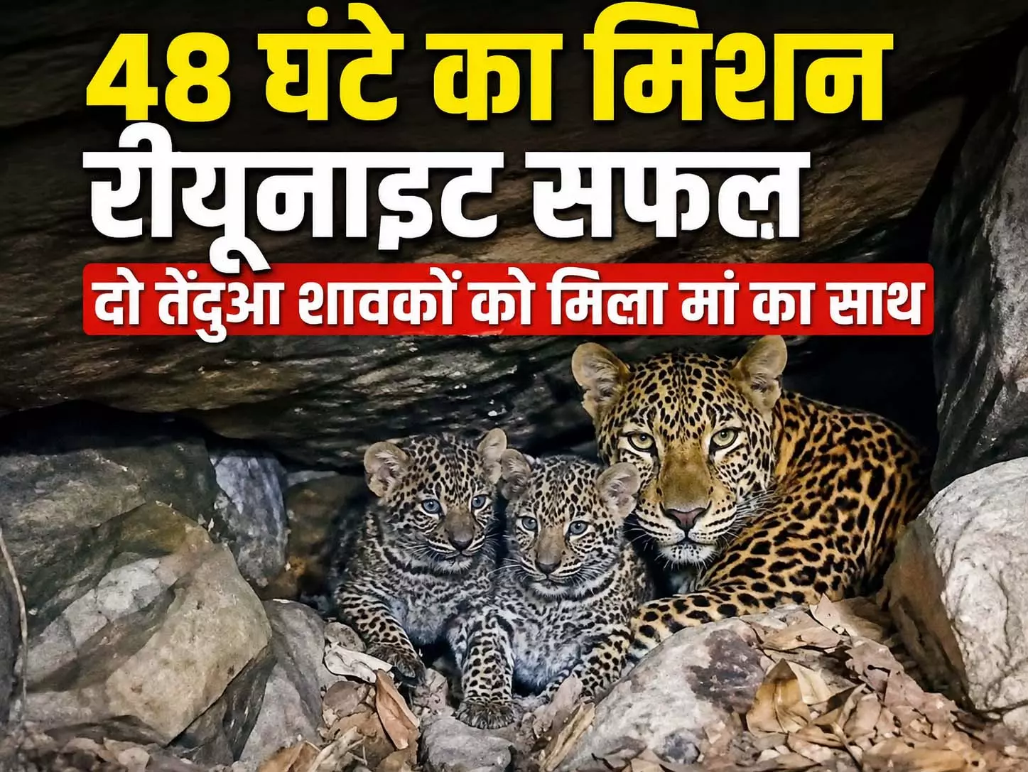 48 घंटे का मिशन रीयूनाइट सफल, दो तेंदुआ शावकों को मिला मां का साथ 48 घंटे का मिशन रीयूनाइट सफल, दो तेंदुआ शावकों को मिला मां का साथ