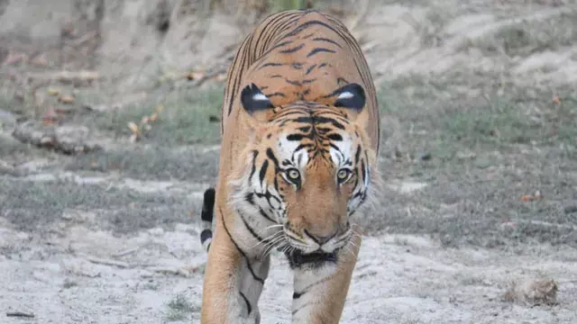 गंभीर हालत में मिले भोला बाघ ने तोड़ा दम डॉक्टरों की कोशिशें रहीं नाकाम गंभीर हालत में मिले भोला बाघ ने तोड़ा दम डॉक्टरों की कोशिशें रहीं नाकाम