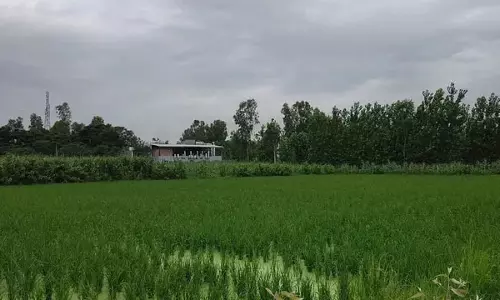 हरिद्वार में बासमती चावल उत्पादन को बढ़ावा, 87 किसानों से शुरू हुआ पायलट प्रोजेक्ट