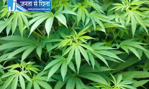 Himachal में भांग की खेती पर नया फैसला
