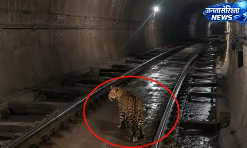 सुरंग में घूमता दिखा तेंदुआ, रेलवे कर्मचारियों में बनाया वीडियो