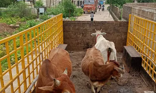 रायपुर में आवारा मवेशियों की सड़कों से धरपकड़