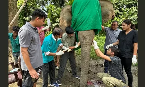 मंगल सिंह हाथी के दांतों की हुई सर्जरी, चोरी हुए दांतों की बरामदगी पर संशय मंगल सिंह हाथी के दांतों की हुई सर्जरी, चोरी हुए दांतों की बरामदगी पर संशय
