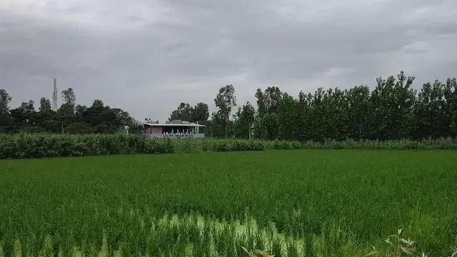 हरिद्वार में बासमती चावल उत्पादन को बढ़ावा, 87 किसानों से शुरू हुआ पायलट प्रोजेक्ट हरिद्वार में बासमती चावल उत्पादन को बढ़ावा, 87 किसानों से शुरू हुआ पायलट प्रोजेक्ट