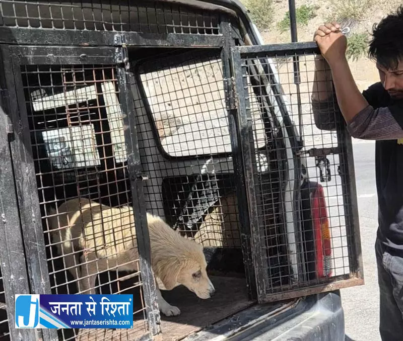 लाहौल-स्पीति में आवारा कुत्तों पर अभियान लाहौल-स्पीति में आवारा कुत्तों पर अभियान