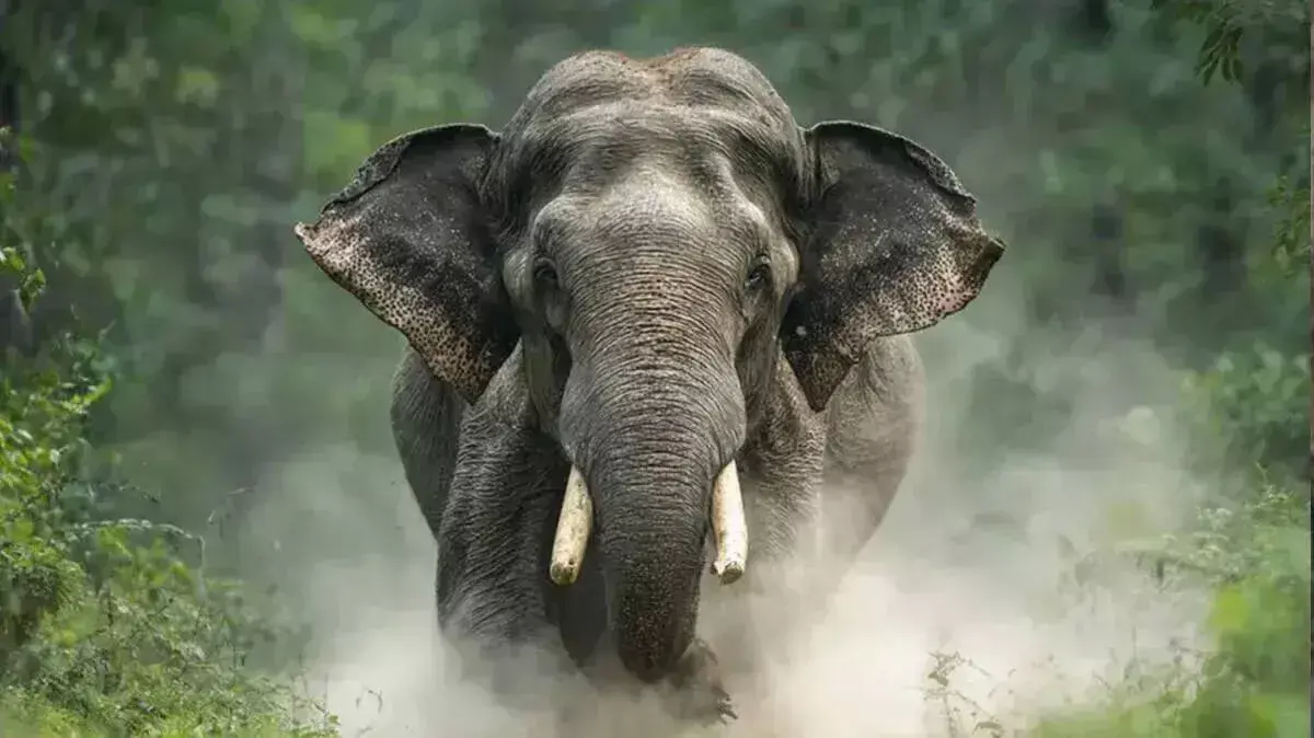 इडुक्की हाथी हमला: पूपारा में 62 साल के मजदूर की कुचलकर मौत इडुक्की हाथी हमला: पूपारा में 62 साल के मजदूर की कुचलकर मौत