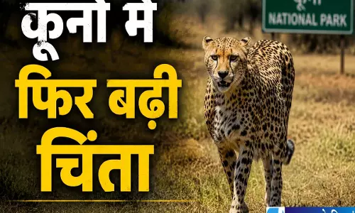 कूनो नेशनल पार्क में हड़कंप निर्वा की लोकेशन तलाशने में जुटा वन विभाग