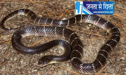 Ludhiana रक्षाबंधन से पहले भाई-बहन की मौत