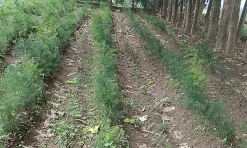 सतावर की खेती से कम लागत में अधिक मुनाफा सतावर की खेती से कम लागत में अधिक मुनाफा