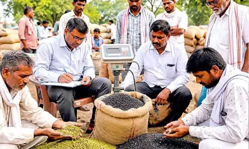मूंग खरीद विवाद के बीच सरकार को राहत, तय लक्ष्य के दायरे में रही खरीद; नहीं पड़ेगा वित्तीय बोझ