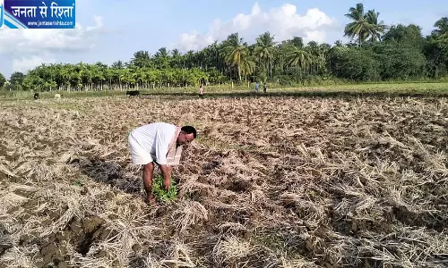 कम बारिश से कर्नाटक में सुपारी किसानों पर संकट, चित्रदुर्ग समेत तीन जिलों में फसल बचाने की चुनौती कम बारिश से कर्नाटक में सुपारी किसानों पर संकट, चित्रदुर्ग समेत तीन जिलों में फसल बचाने की चुनौती