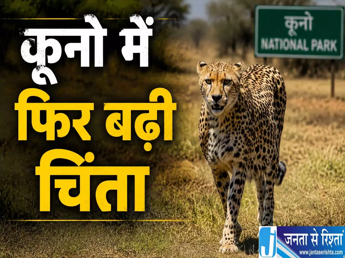 कूनो नेशनल पार्क में हड़कंप निर्वा की लोकेशन तलाशने में जुटा वन विभाग कूनो नेशनल पार्क में हड़कंप निर्वा की लोकेशन तलाशने में जुटा वन विभाग
