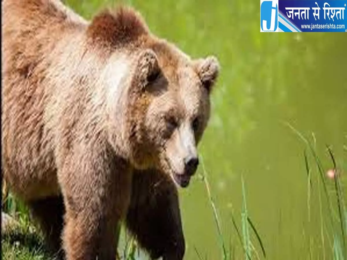कश्मीर में भालुओं का आतंक 2 साल में 15 हजार हमले 32 की मौत कश्मीर में भालुओं का आतंक 2 साल में 15 हजार हमले 32 की मौत