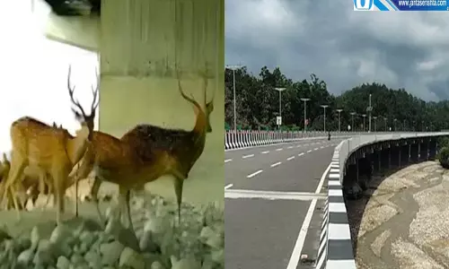 एलिवेटेड कॉरिडोर ने घटाया खतरा वन्यजीवों की आवाजाही हुई बेहतर
