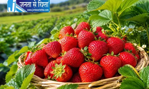Yamunanagar में बेरी की खेती बनी वरदान