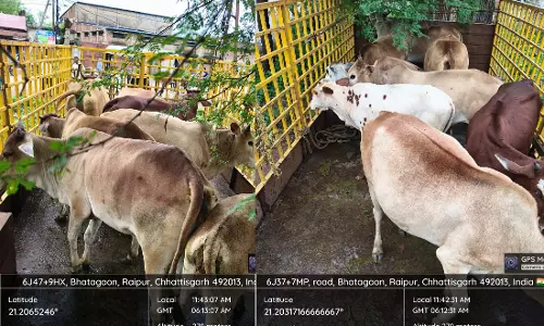 रायपुर में आवारा मवेशियों पर निगम की कार्रवाई, सड़कों से मवेशी पकड़े गए रायपुर में आवारा मवेशियों पर निगम की कार्रवाई, सड़कों से मवेशी पकड़े गए