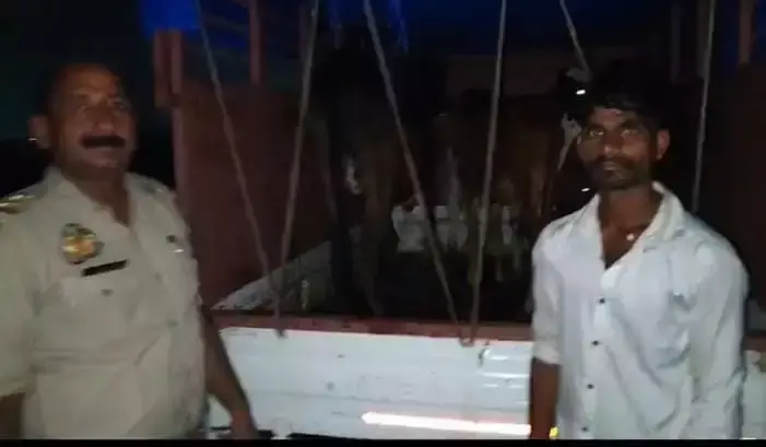Mirzapur: पिकअप में छिपाकर ले जाए जा रहे थे चार गोवंश, पुलिस की कार्रवाई