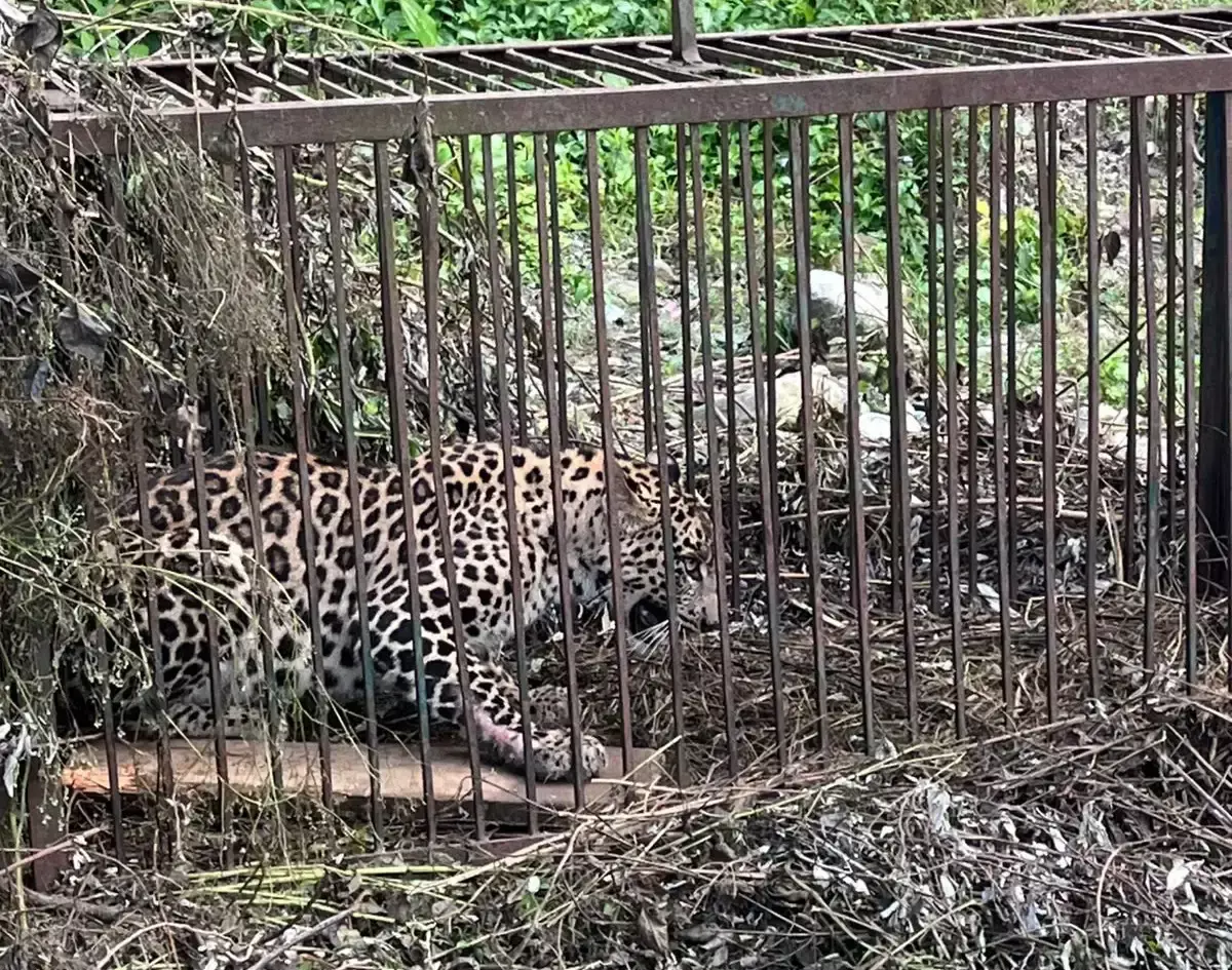 Mandi: गांव में दहशत फैलाने वाला तेंदुआ पकड़ा गया, 68 भेड़-बकरियों का कर चुका था शिकार