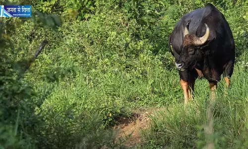 केरल में जंगली बाइसन का आतंक