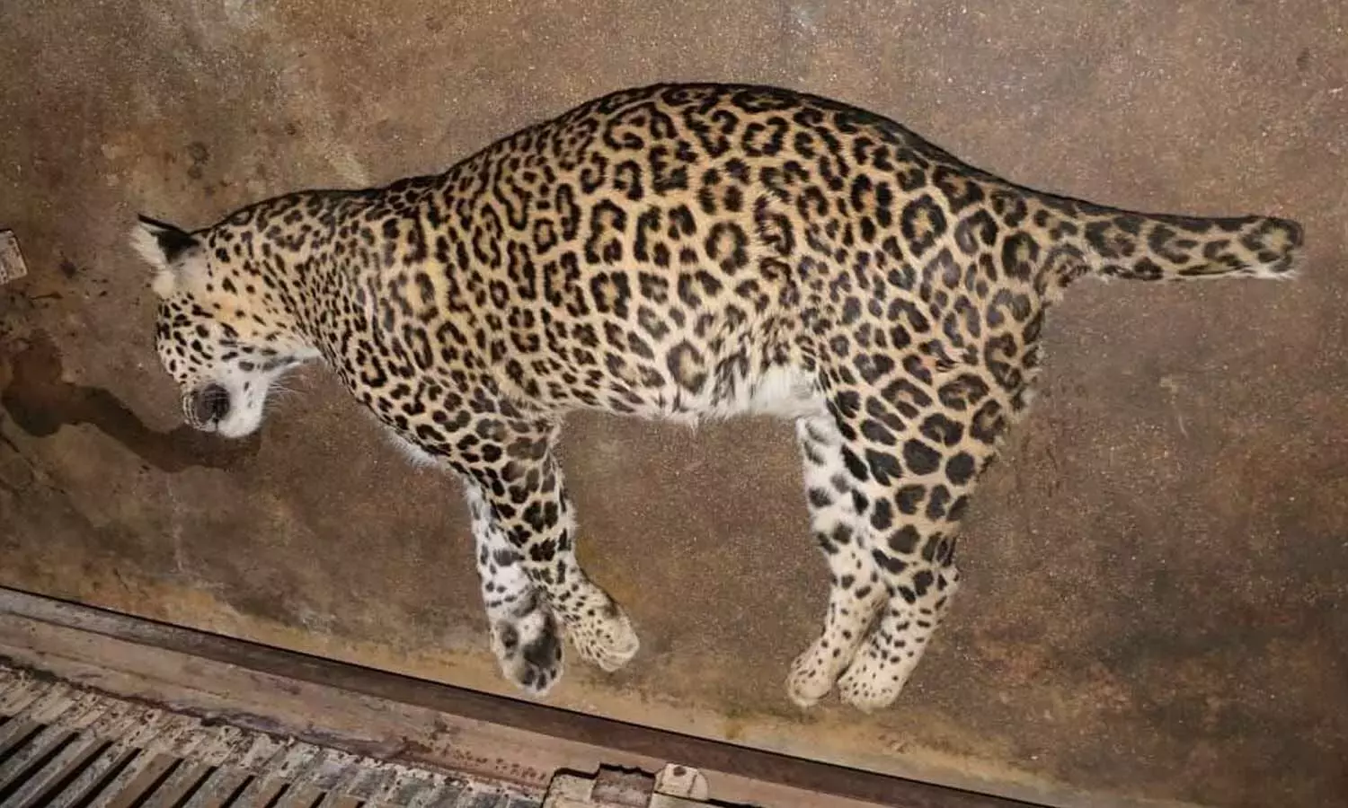 SV ज़ू पार्क में तीन बड़ी बिल्लियों big cats की लगातार मौत की खबर वायरल हो गई है