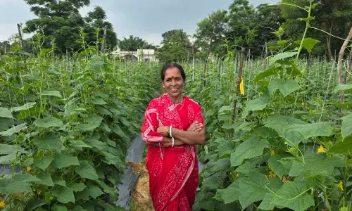 बिहान से बहनों को मिला आर्थिक संबल, खीरे की खेती से सुभद्रा मंडल ने लिखी आत्मनिर्भरता की नई कहानी