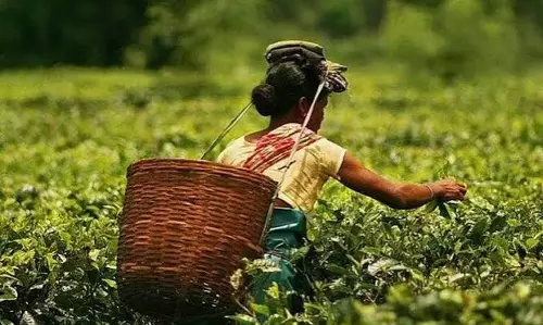 असम का चाय उद्योग संकट में: कीमतें गिरने से गहराया कैश का अकाल