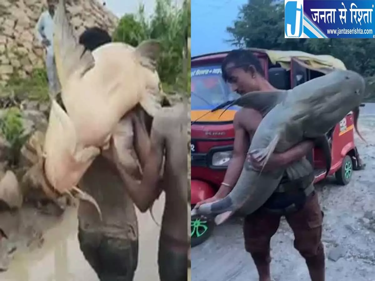नेपाल बाढ़ का असर कुशीनगर पहुंची 60 किलो की विशाल मछली हुई वायरल नेपाल बाढ़ का असर कुशीनगर पहुंची 60 किलो की विशाल मछली हुई वायरल