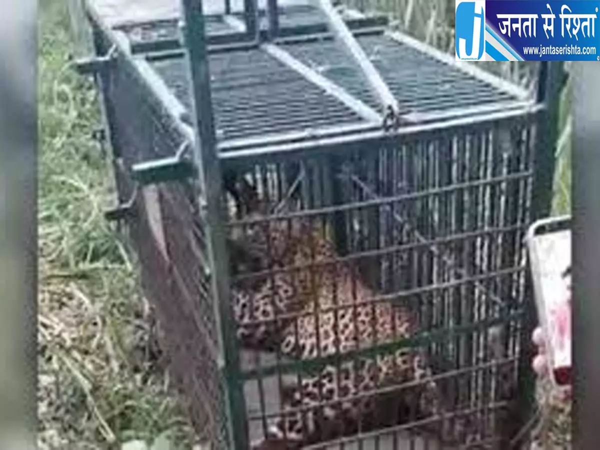 पैंथर के हमलों से दहशत में इलाका 12 दिन में तीसरी मौत से हड़कंप पैंथर के हमलों से दहशत में इलाका 12 दिन में तीसरी मौत से हड़कंप