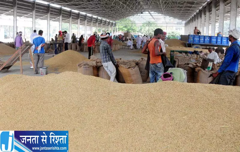 Karnal के किसानों को 1509 बासमती से बड़ा फायदा Karnal के किसानों को 1509 बासमती से बड़ा फायदा