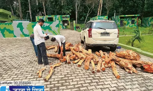 यमुनानगर में अवैध खैर लकड़ी जब्त
